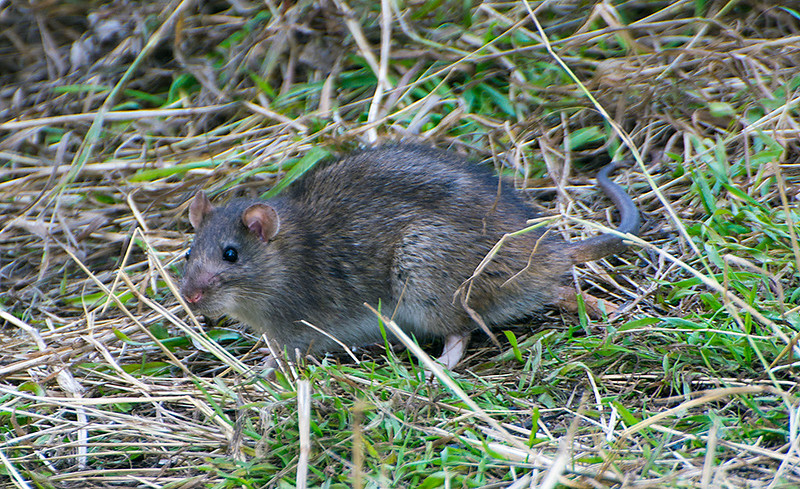 Oh Rats! Dealing with non-native rodents in the garden.