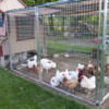 Managing predators with a small or backyard poultry flock