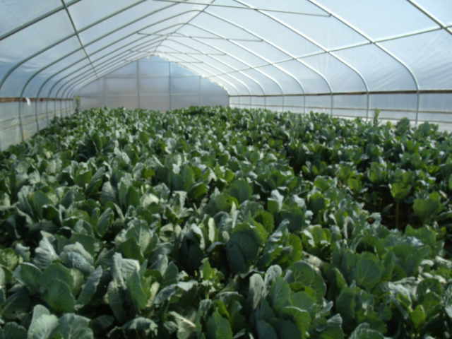 Response of ‘Hi-Crop’ hybrid collards to Three Different Leaf Harvesting Methods grown in a Tunnel House