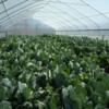 Response of ‘Hi-Crop’ hybrid collards to Three Different Leaf Harvesting Methods grown in a Tunnel House