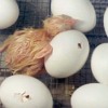 Using chick embryology as a teaching tool