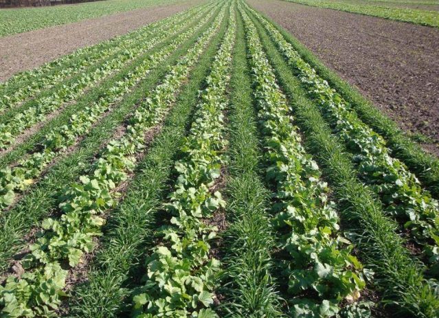 Benefits Of Using Cover Crops