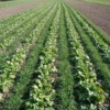 Benefits Of Using Cover Crops