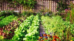 Starting A Vegetable Garden Is Farming &amp; What To Do
