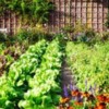 Starting A Vegetable Garden Is Farming &amp; What To Do