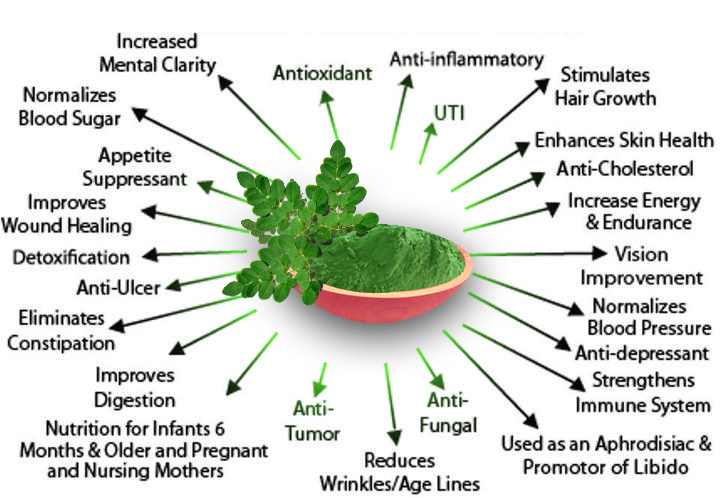 Growing Moringa &amp; Nutritional Benefits