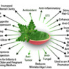 Growing Moringa &amp; Nutritional Benefits