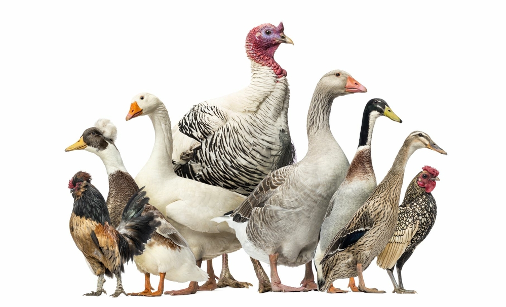 Managing a multi-species poultry flock