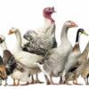 Managing a multi-species poultry flock