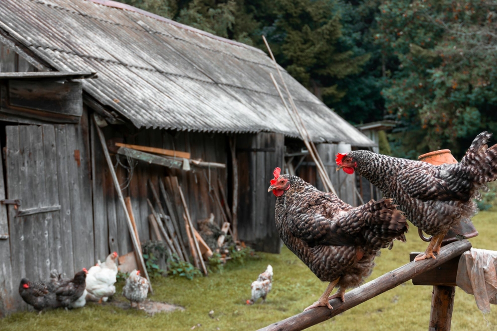 Heavy metals - are they a concern for backyard poultry flocks?