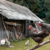 Heavy metals - are they a concern for backyard poultry flocks?