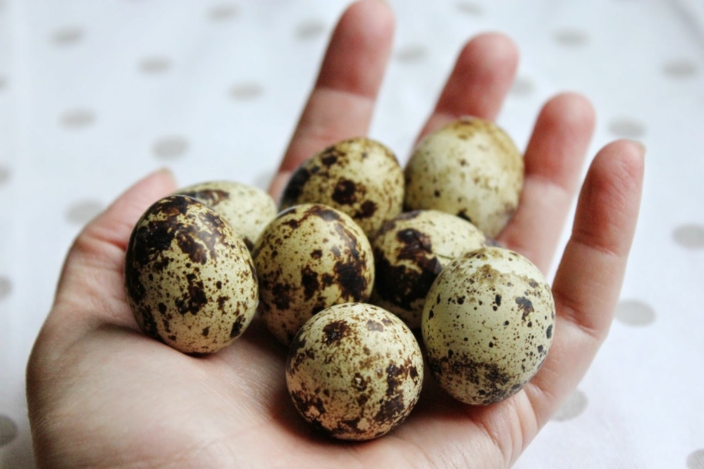 Raising Coturnix quail for egg production