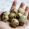 Raising Coturnix quail for egg production