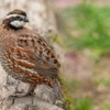 Raising quail for meat production or release