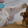 Backyard poultry: To vaccinate or not?