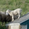 Basic Lambing Skills for the Beginning Shepherd