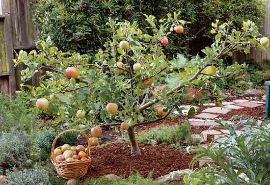 How To Prune Fruit Trees For Maximum Yields
