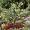 How To Prune Fruit Trees For Maximum Yields