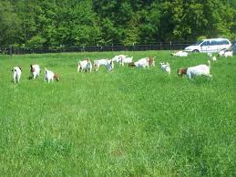 Sustainable year-round forage production and grazing/browsing management series