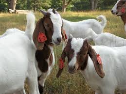 TU Annual Goat Day