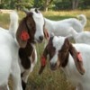 TU Annual Goat Day