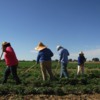 Webinar: Migrant/Seasonal Farmworkers: Stress Issues and Solutions