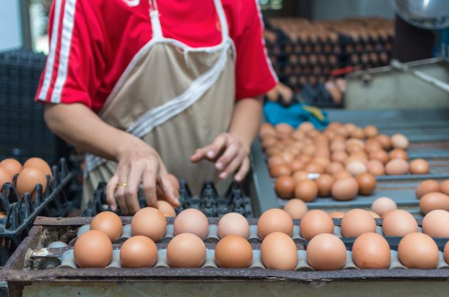 Best Management Practices for preparing eggs for sale with flocks of less than 3000 hens
