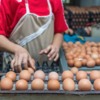 Best Management Practices for preparing eggs for sale with flocks of less than 3000 hens