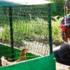 Biosecurity for small and backyard poultry flocks