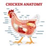 Overview of chicken anatomy