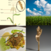 Zea mays: An Introduction to the History and Culture of Corn and Maize