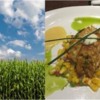 A Taste for Maize: More than Popcorn &amp; Corn on the Cob!
