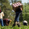 Convivencia y conversación: Tools for reducing stress and fostering emotional well-being among Latino farmworkers