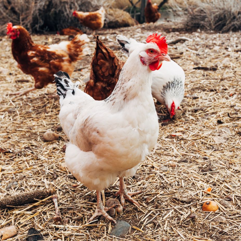 Reproductive issues with small and backyard poultry flocks