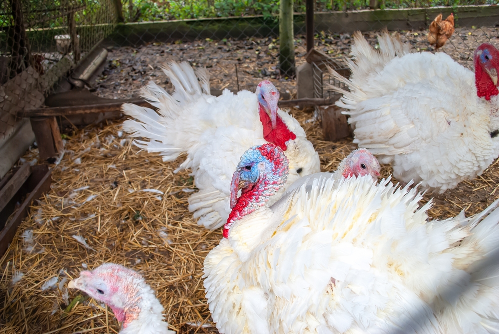 Raising turkeys in small and backyard flocks
