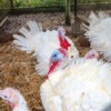 Raising turkeys in small and backyard flocks