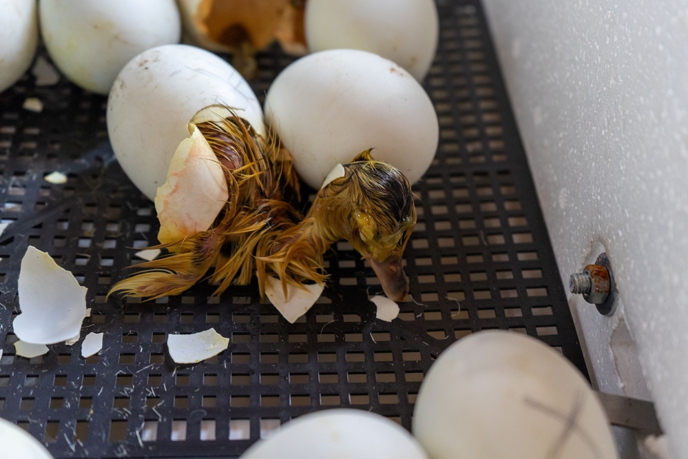 Hatching waterfowl eggs in a home incubator