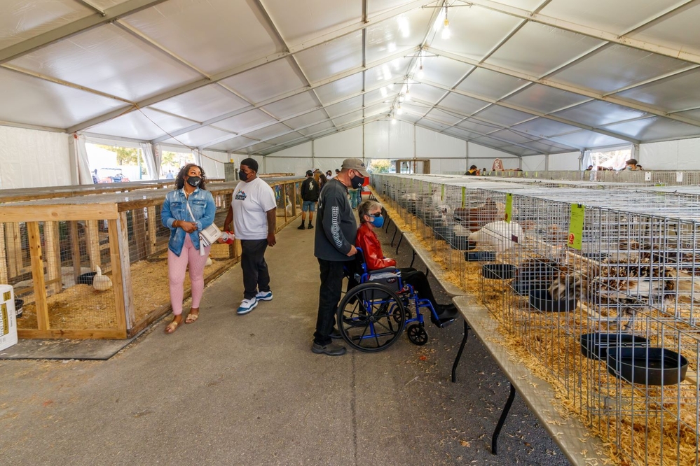 Organizing a county poultry show