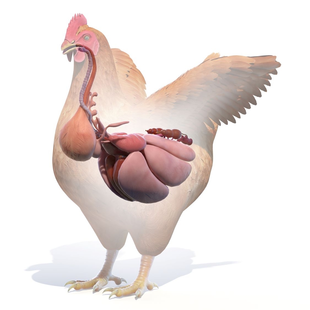 Respiratory issues with poultry