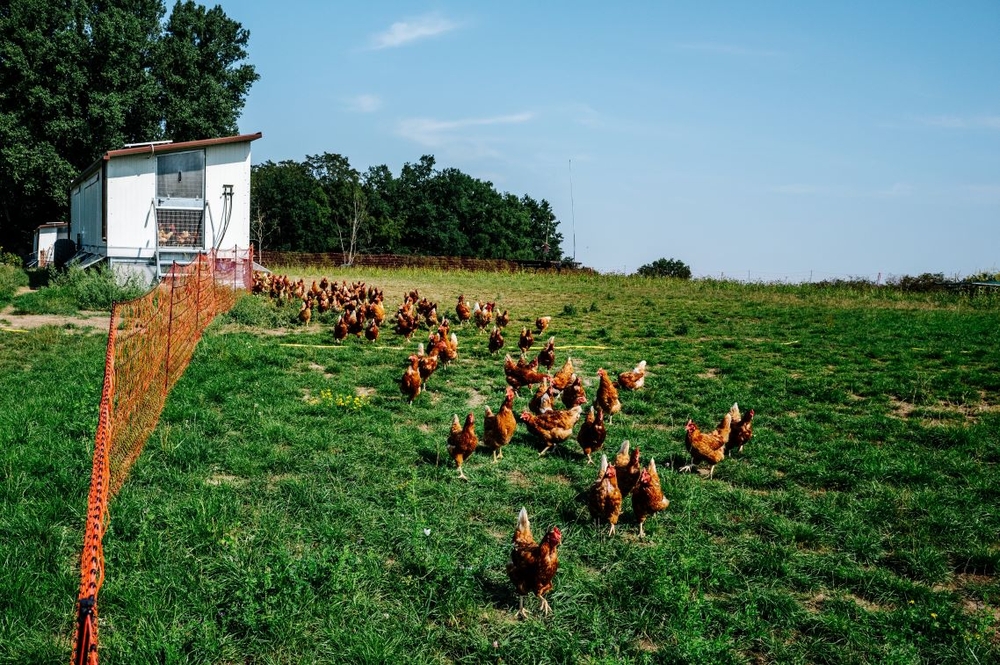 Managing a poultry flock on pasture