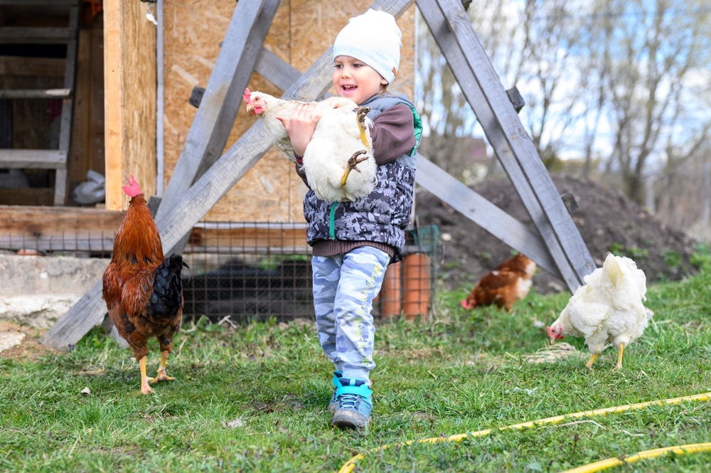Chicken health and wellbeing