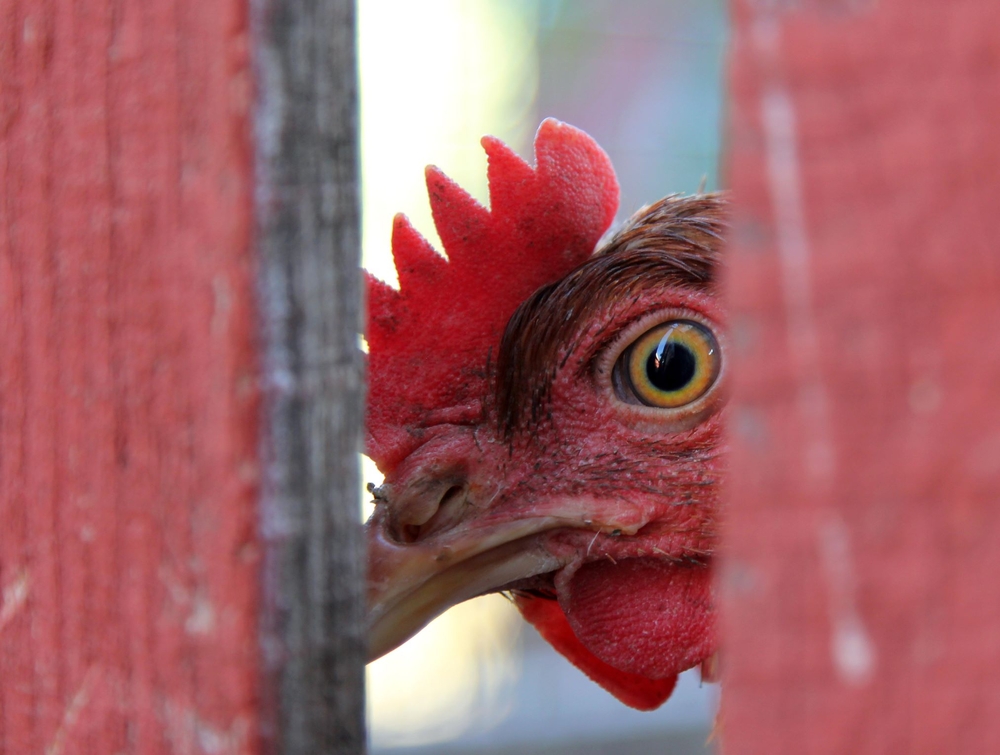 Chicken psychology and dealing with behavioral problems in a backyard flock