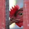 Chicken psychology and dealing with behavioral problems in a backyard flock