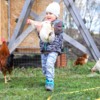 Common concerns with backyard or urban poultry flocks and implications for public health and public safety