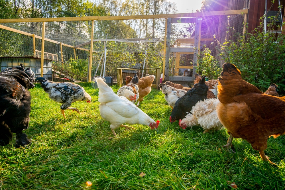 Deciding on coop plans for backyard hens