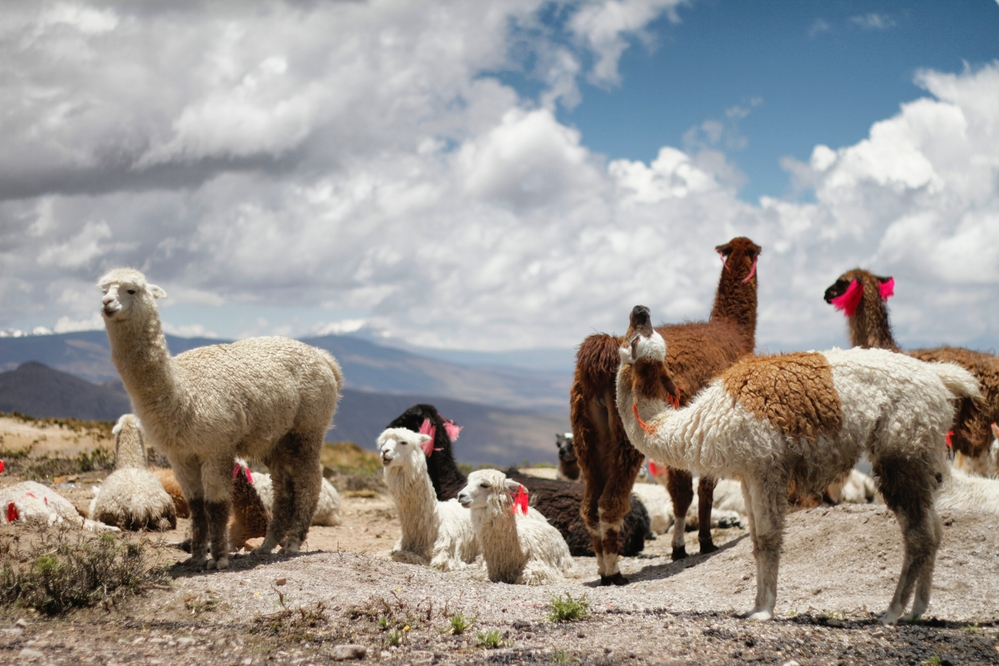 USDA Foreign Agricultural Service Spotlight on Peru